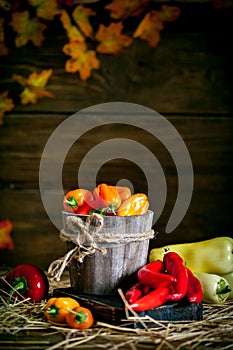 Red, green and yellow sweet bell peppers on the table, close up. Harvest Festival. Autumn background. Selective focus