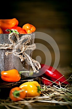 Red, green and yellow sweet bell peppers on the table, close up. Harvest Festival. Autumn background. Selective focus