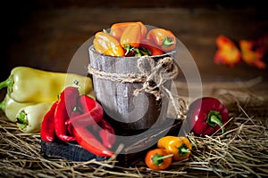 Red, green and yellow sweet bell peppers on the table, close up. Harvest Festival. Autumn background. Selective focus