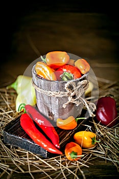 Red, green and yellow sweet bell peppers on the table, close up. Harvest Festival. Autumn background. Selective focus