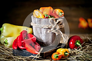 Red, green and yellow sweet bell peppers on the table, close up. Harvest Festival. Autumn background. Selective focus