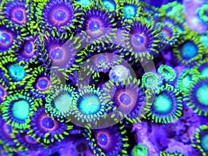 Red, Green and Yellow Zoanthid Corals