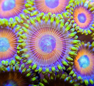 Red and green zoanthid coral macro