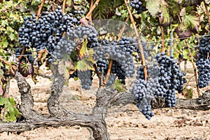 Red grenache grapes ready to be harvested at Priorat wine making
