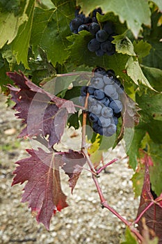 Red grenache grapes ready to be harvested at Priorat wine making region, Tarragona, Spain.CR2