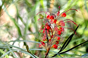 Red Grevillea Flower in My Garden