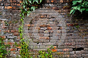 Red Grey old stone brick wall with creeper vegatation crawling all over