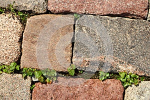 Red and grey stone bricks pavement with green grass between bricks top view