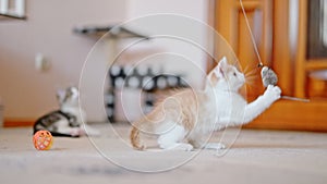 Red and grey tabby kittens playing.