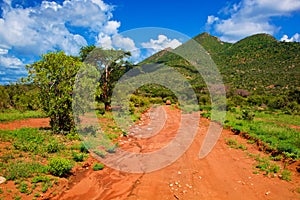 Red ground road, bush with savanna. Tsavo West, Kenya, Africa