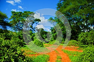 Red ground road, bush with savanna. Tsavo West, Kenya, Africa