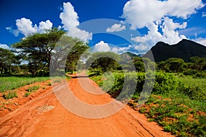 Red ground road, bush with savanna. Tsavo West, Kenya, Africa