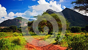 Red ground road, bush with savanna. Tsavo West, Kenya, Africa