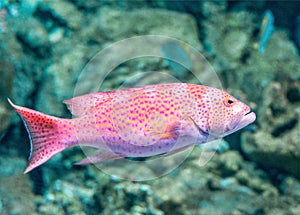 Red grouper