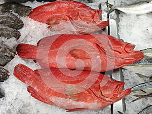 Red grouper on ice for sell
