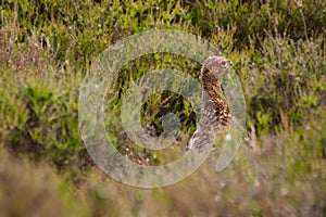 Red grouse