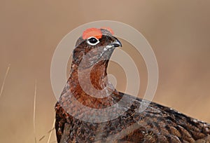 Red Grouse in Heather