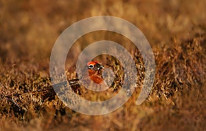 Red Grouse hiding in the field of heather