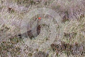 Red Grouse (Lagopus lagopus)