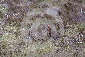 Red Grouse Lagopus lagopus on the moor at Lochindorb