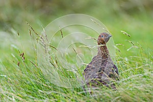 The red grouse, Lagopus lagopus scotica.