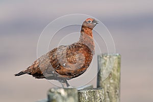 Red Grouse, Lagopus lagopus scotica