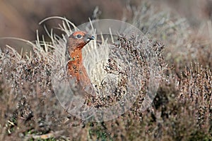 Red Grouse, Lagopus lagopus scotica