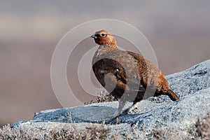 Red Grouse, Lagopus lagopus scotica