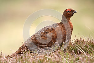 Red Grouse (Lagopus lagopus scotica)