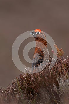 Red Grouse, Lagopus lagopus scotica