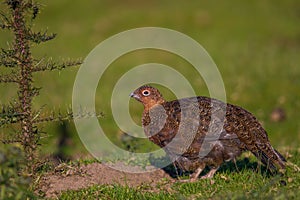 Red grouse (Lagopus lagopus scotica) in a field