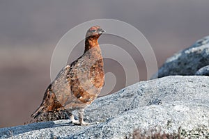 Red Grouse, Lagopus lagopus scotica