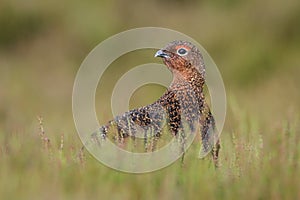 Red grouse in summer heather