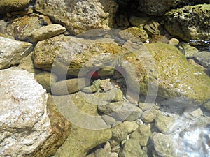 Red growths on the stones.