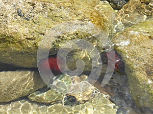 Red growths on yellow stones.