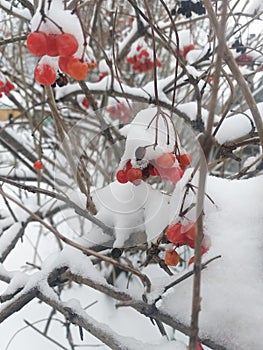 red guelder rose berries covered with snow