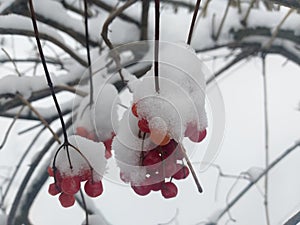 red guelder rose berries covered with snow