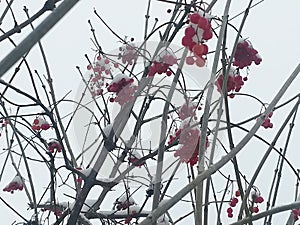 red guelder rose berries covered with snow