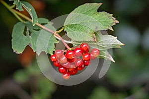 Red Guelder-Rose Berries Hanging from a Tree