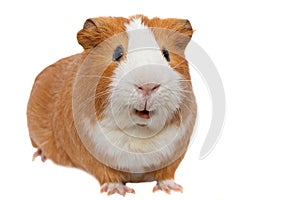 Red guinea pig photo