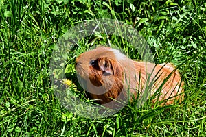 Red Guinea Pig