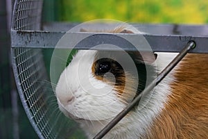 Red Guinea pig in a cage close up