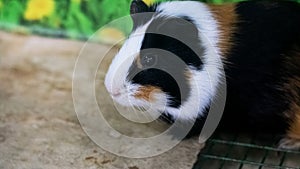 Red Guinea pig in a cage close up