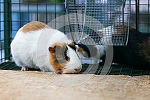 Red Guinea pig in a cage close up