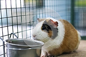 Red Guinea pig in a cage close up