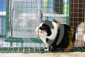 Red Guinea pig in a cage close up