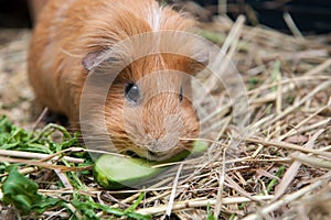 Red guinea pig eating cucumber