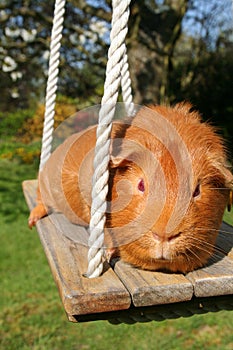 Red Guinea Pig on a Swing