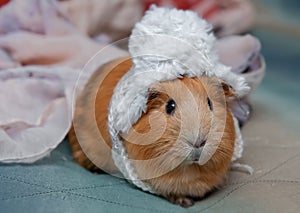 Red guinea pig wearing a winter hat.