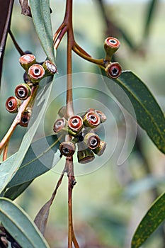 Red gum nuts and blue green leaves of the rare Yellow Top Mallee Ash, Eucalyptus luehmanniana